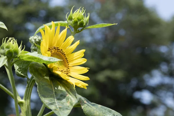 Sommer Und Pflanzen Sonniges Sommerlicht Und Regen — Stockfoto