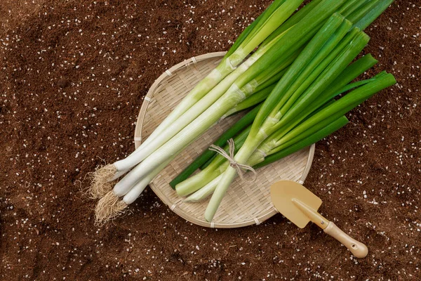 Gehakte Groene Mand Vuil Achtergrond Met Schep — Stockfoto