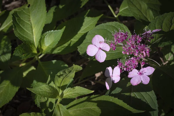 Sommer Und Pflanzen Blühende Rosa Hortensien — Stockfoto