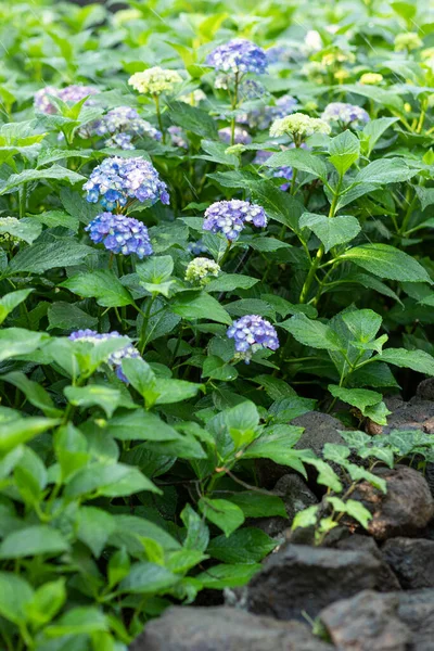 Літо Рослини Квітуча Блакитна Гортензія — стокове фото