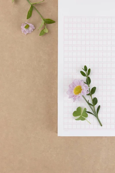 Kare Kağıt Üzerinde Pembe Kasımpatı Çiçeği — Stok fotoğraf