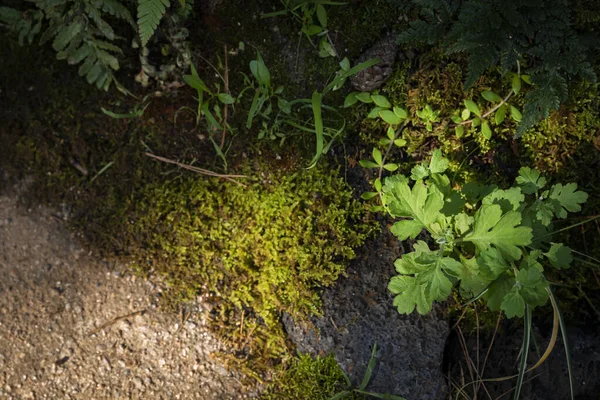 Estate Piante Sole Estivo Erba — Foto Stock