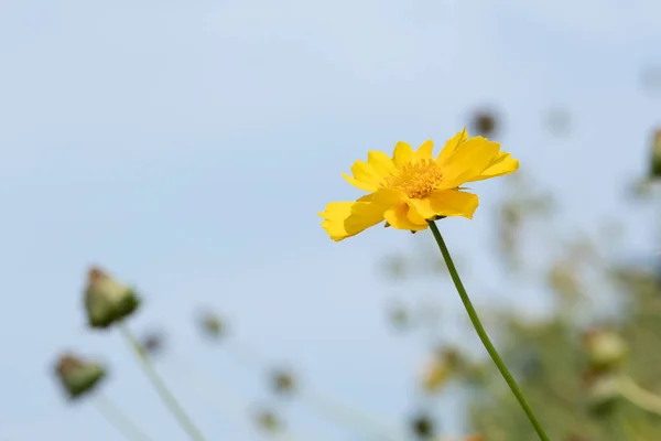 Verão Plantas Céu Ensolarado Verão Flores Chuva — Fotografia de Stock