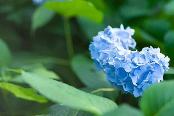 Verano Plantas Hortensia Azul Floreciente —  Fotos de Stock