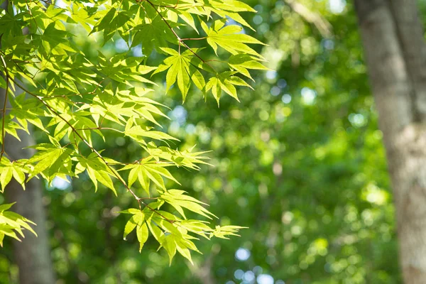나뭇잎 — 스톡 사진