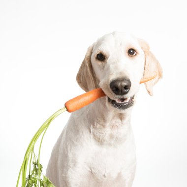 Havuç ile köpek