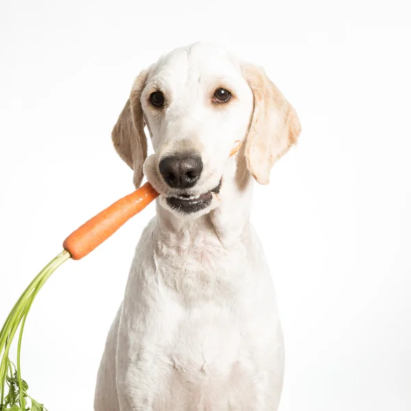 Chien à la carotte — Photo