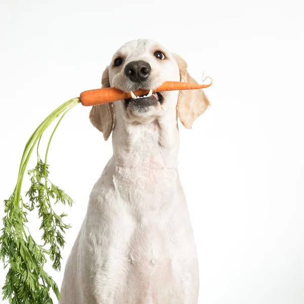 Hund mit Karotte — Stockfoto