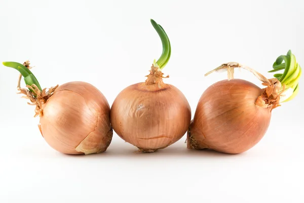 Cebollas sobre blanco — Foto de Stock