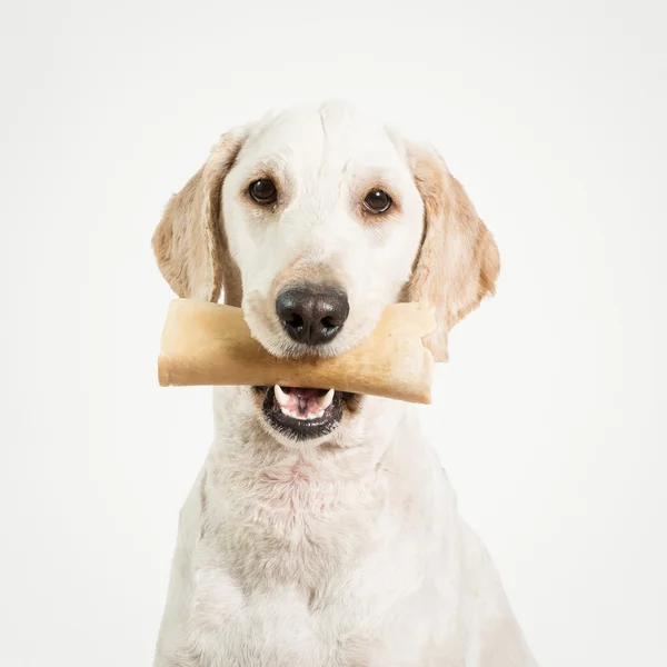 Perro con hueso Imágenes De Stock Sin Royalties Gratis