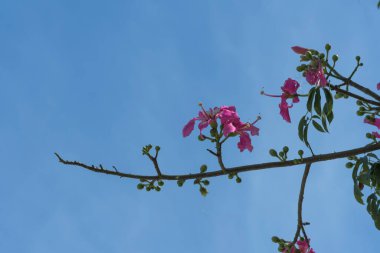 Pembe çiçekli dallar Sarhoş çubuklar gökyüzünde