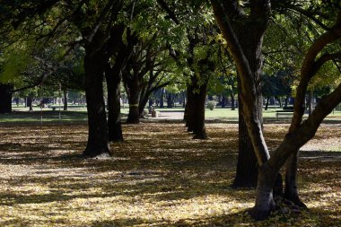 Sonbahar parkında düşen yapraklar ve ağaçlar