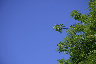 Ficus elastica ve gökyüzü mavi alanı ile parlak arkaplan