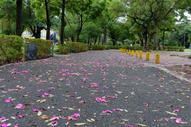 Düşmüş çiçek yapraklarıyla parkta yürüyorum.