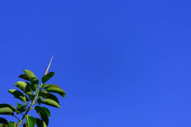 Kullanılabilir arkaplan ve elastik incirin detaylarıyla gökyüzü arkaplanı 