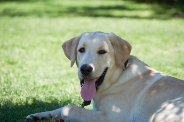 Labrador av köpeği çimlerin üzerinde dinleniyor.
