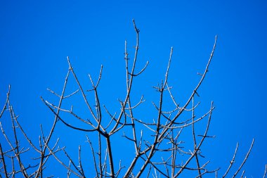 Kışın bir ağacın kuru dalları çok mavi bir arka planda.