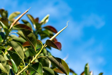 Açık mavi gökyüzünün arka planında incir ağacının dalları (kauçuk ağaç).