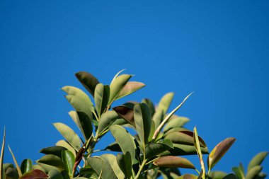 Açık mavi gökyüzünün arka planında incir ağacının dalları (kauçuk ağaç).