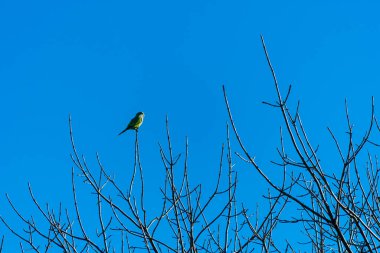 Parakeet perched on dry winter branches with a blue sky in the background