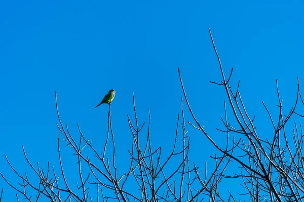 Parakeet Perched Dry Winter Branches Blue Sky Background — 图库照片