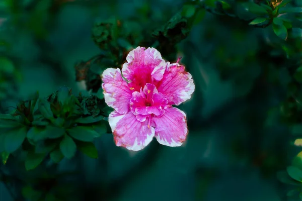 Azálea Rosa Com Fundo Escuro Sem Foco — Fotografia de Stock