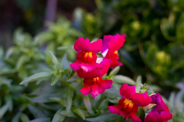 Coelho Vermelho Flor Snapdragon Antirrrhinum Majus — Fotografia de Stock