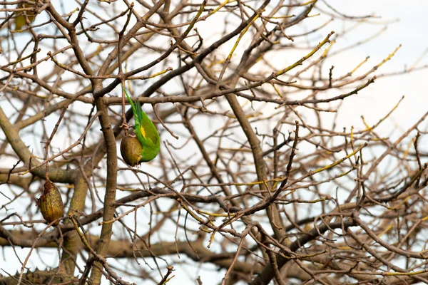 绿鹦鹉吃树枝间树上的果子 — 图库照片