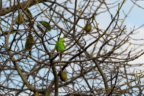 绿鹦鹉栖息在树枝上 — 图库照片
