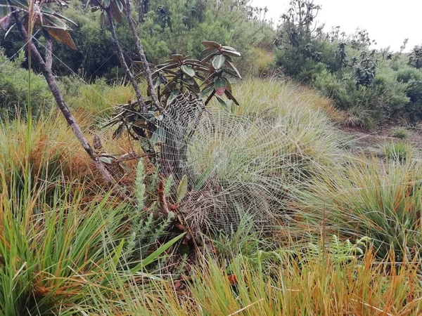 Spinnweben Horton Plains Sri Lanka — Stockfoto