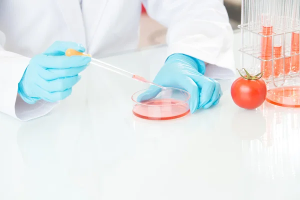 Scientist examining tomato genetic modification research — Stock Photo, Image