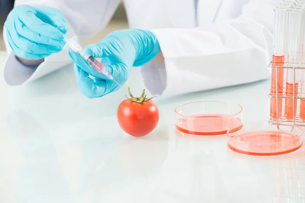 Die Antwort liegt in dieser genetischen Veränderung Tomate — Stockfoto