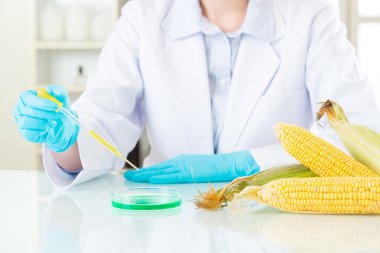 Asyalı kadın bilim adamı Mısır genetik değişiklik araştırma yapıyor