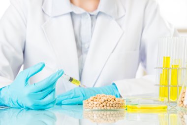 Genetik modifikasyon yiyecek vardır her yerde dünya çapında