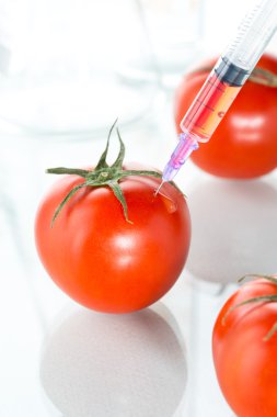 Genetik modifikasyon beyaz üzerine kırmızı domates Laboratuar kapkacakları