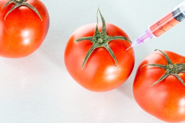 Genetik modifikasyon beyaz üzerine kırmızı domates Laboratuar kapkacakları