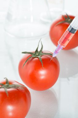 Genetik modifikasyon beyaz üzerine kırmızı domates Laboratuar kapkacakları