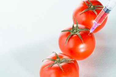 Genetik modifikasyon beyaz üzerine kırmızı domates Laboratuar kapkacakları