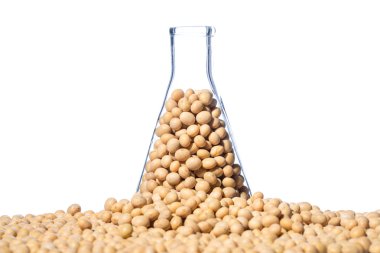 Soya genetiği değiştirilmiş, bitki hücre