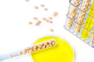 Soya genetiği değiştirilmiş, bitki hücre