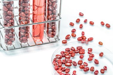 Kırmızı fasulye bitki hücre genetiği değiştirilmiş,