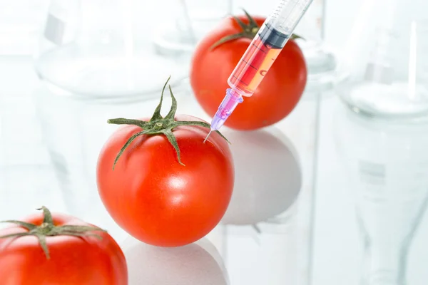 A genetikai módosítás piros paradicsom laboratóriumi üvegeszközök fehér — Stock Fotó