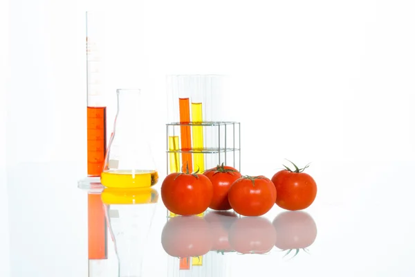 Teste de vegetais, modificação genética, tomate — Fotografia de Stock