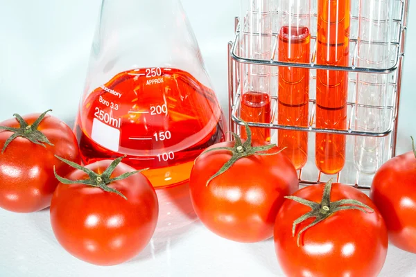 Gemüsetest, genetische Veränderung, Tomate — Stockfoto
