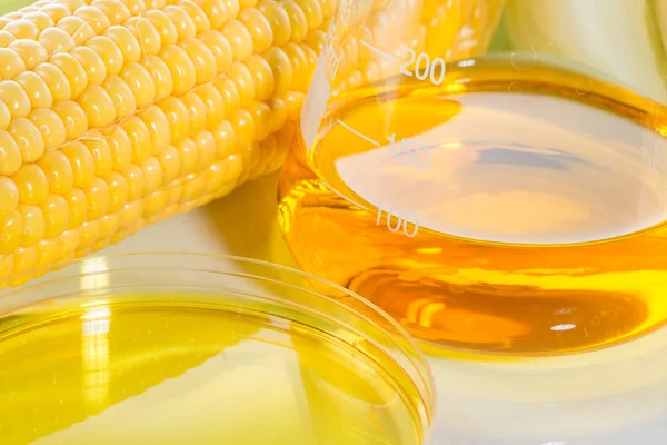 Biofuel or Corn Syrup sweetcorn — Stock Photo, Image