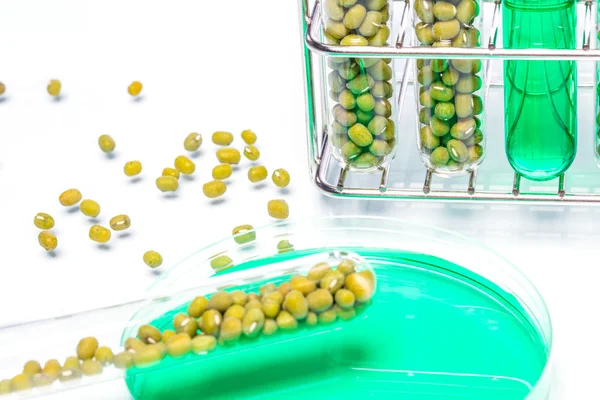 Mung Bean ดัดแปลงพันธุกรรมเซลล์พืช — ภาพถ่ายสต็อก