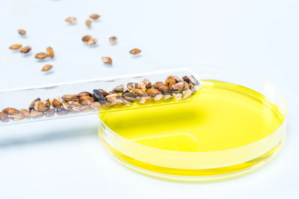 Pšenice geneticky modifikované, rostlinné buňky, Petriho misky — Stock fotografie