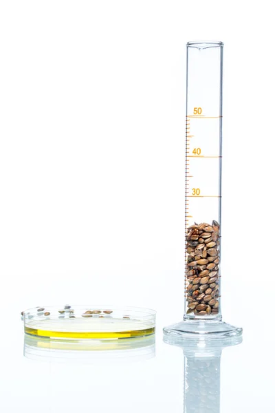 Trigo modificado genéticamente, Célula Vegetal, Platillo Petri — Foto de Stock