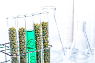 Mung fasulye bitki hücre genetiği değiştirilmiş,