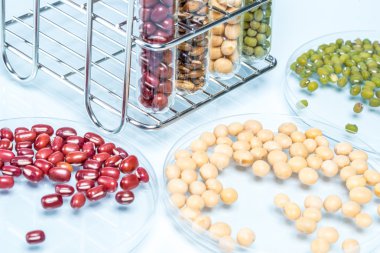 Baklagil buğday ile genetik olarak değiştirilmiş bitki hücre